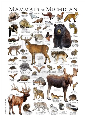 Mammals of Michigan poster print