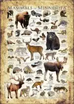 Mammals of Minnesota