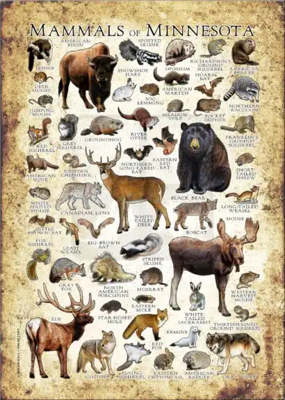 Mammals of Minnesota