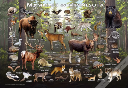 Mammals of Minnesota Poster Print - Image 6