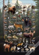 Mammals of Minnesota