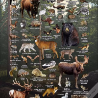 Mammals of Minnesota