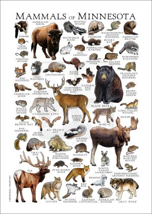 Mammals of Minnesota