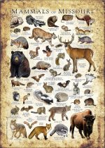 Mammals of Missouri poster print