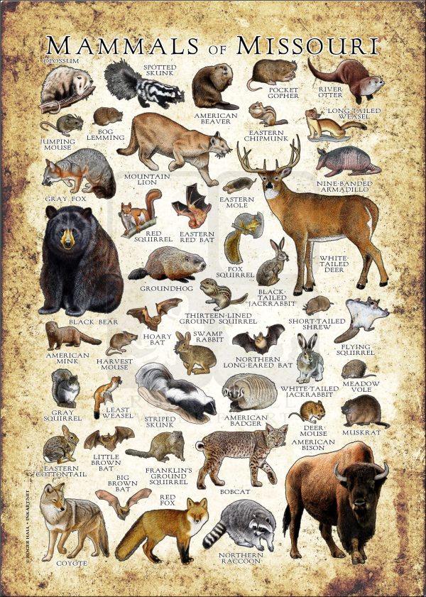 Mammals of Missouri poster print