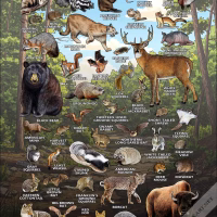 Mammals of Missouri poster print