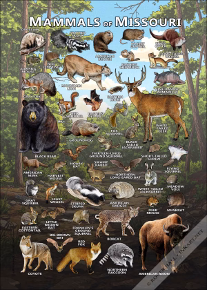 Mammals of Missouri poster print