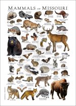 Mammals of Missouri poster print