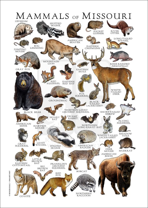 Mammals of Missouri poster print