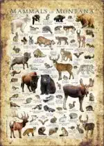 Mammals of Montana poster print