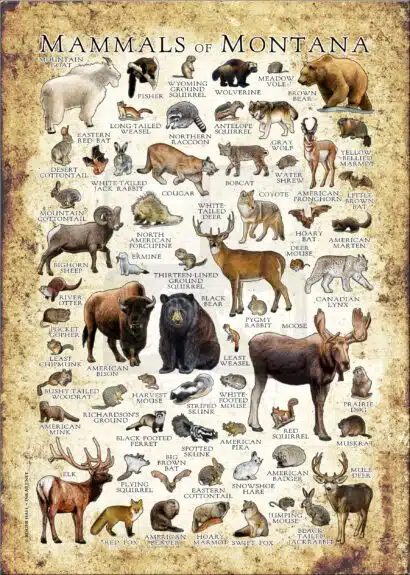 Mammals of Montana poster print