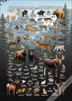 Mammals of Montana poster print