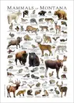 Mammals of Montana poster print