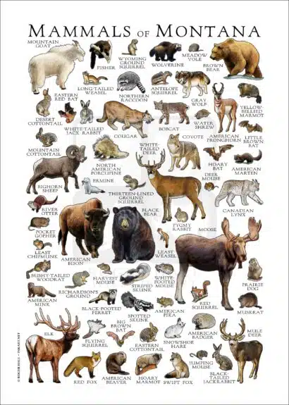 Mammals of Montana poster print