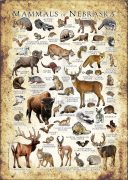 Mammals of Nebraska poster print