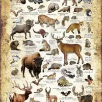 Mammals of Nebraska poster print