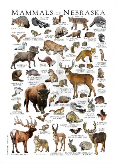 Mammals of Nebraska poster print