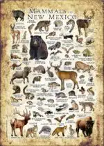 Mammals of New Mexico poster print