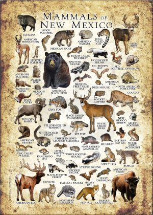 Mammals of New Mexico poster print