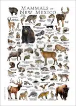 Mammals of New Mexico poster print