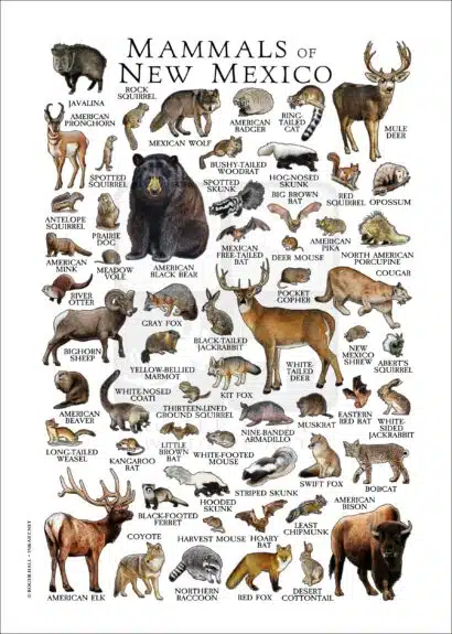 Mammals of New Mexico poster print