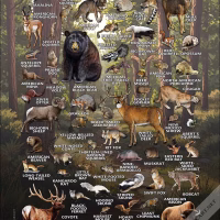 Mammals of New Mexico poster print