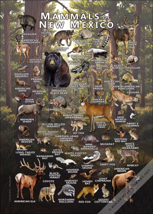 Mammals of New Mexico poster print