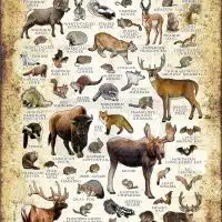 Mammals of North Dakota poster print