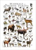 Mammals of North Dakota poster print