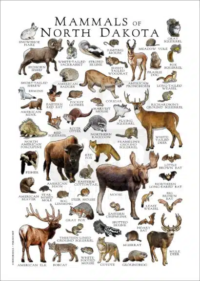 Mammals of North Dakota poster print