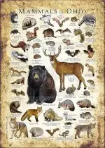 Mammals of Ohio poster print