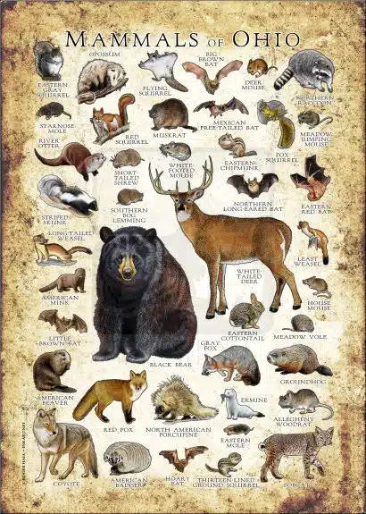 Mammals of Ohio poster print
