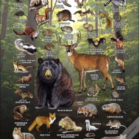 Mammals of Ohio poster print