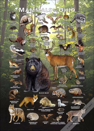 Mammals of Ohio poster print