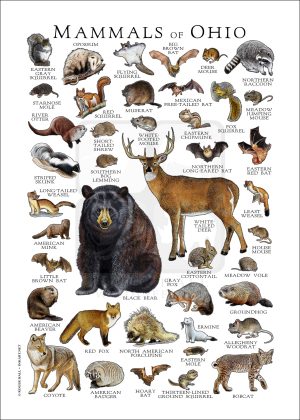 Mammals of Ohio poster print