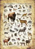 Mammals of Oklahoma poster print