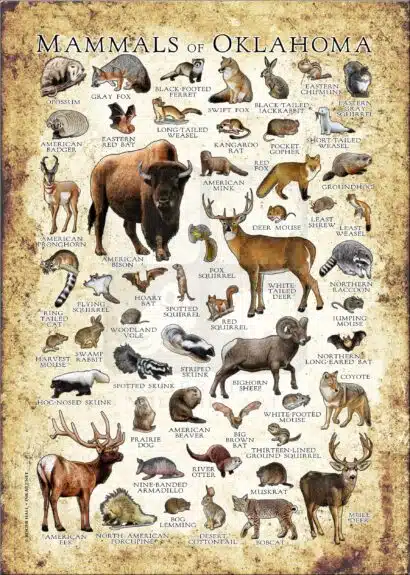 Mammals of Oklahoma poster print