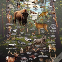 Mammals of Oklahoma poster print