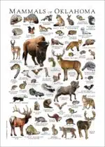 Mammals of Oklahoma poster print