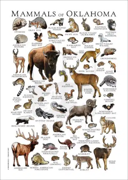 Mammals of Oklahoma poster print