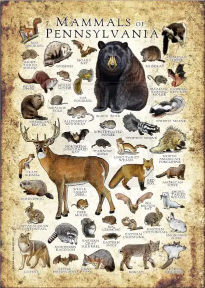 Mammals of Pennsylvania poster print
