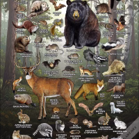 Mammals of Pennsylvania poster print