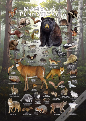 Mammals of Pennsylvania poster print