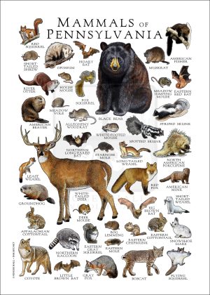 Mammals of Pennsylvania poster print
