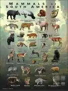 Mammals of South America poster