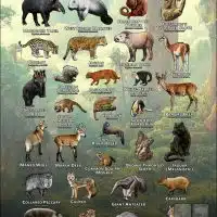 Mammals of South America poster