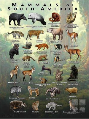 Mammals of South America poster