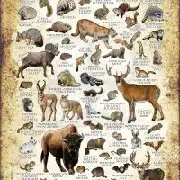 Mammals of South Dakota poster print