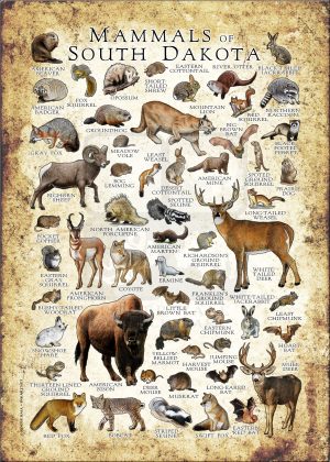 Mammals of South Dakota poster print