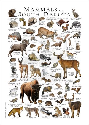 Mammals of South Dakota poster print